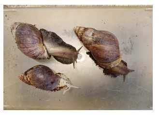 Lisachatina fulica  lądowe  ślimaki