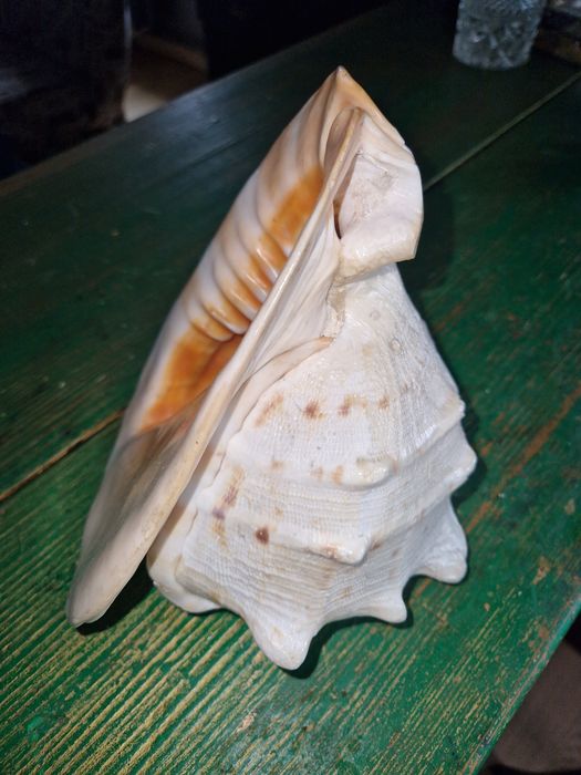 Ракушка Океанська.Велика