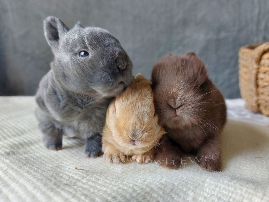 Karzełek rex niebieski, mini rex, hipoalergiczny, miniaturka, terapia