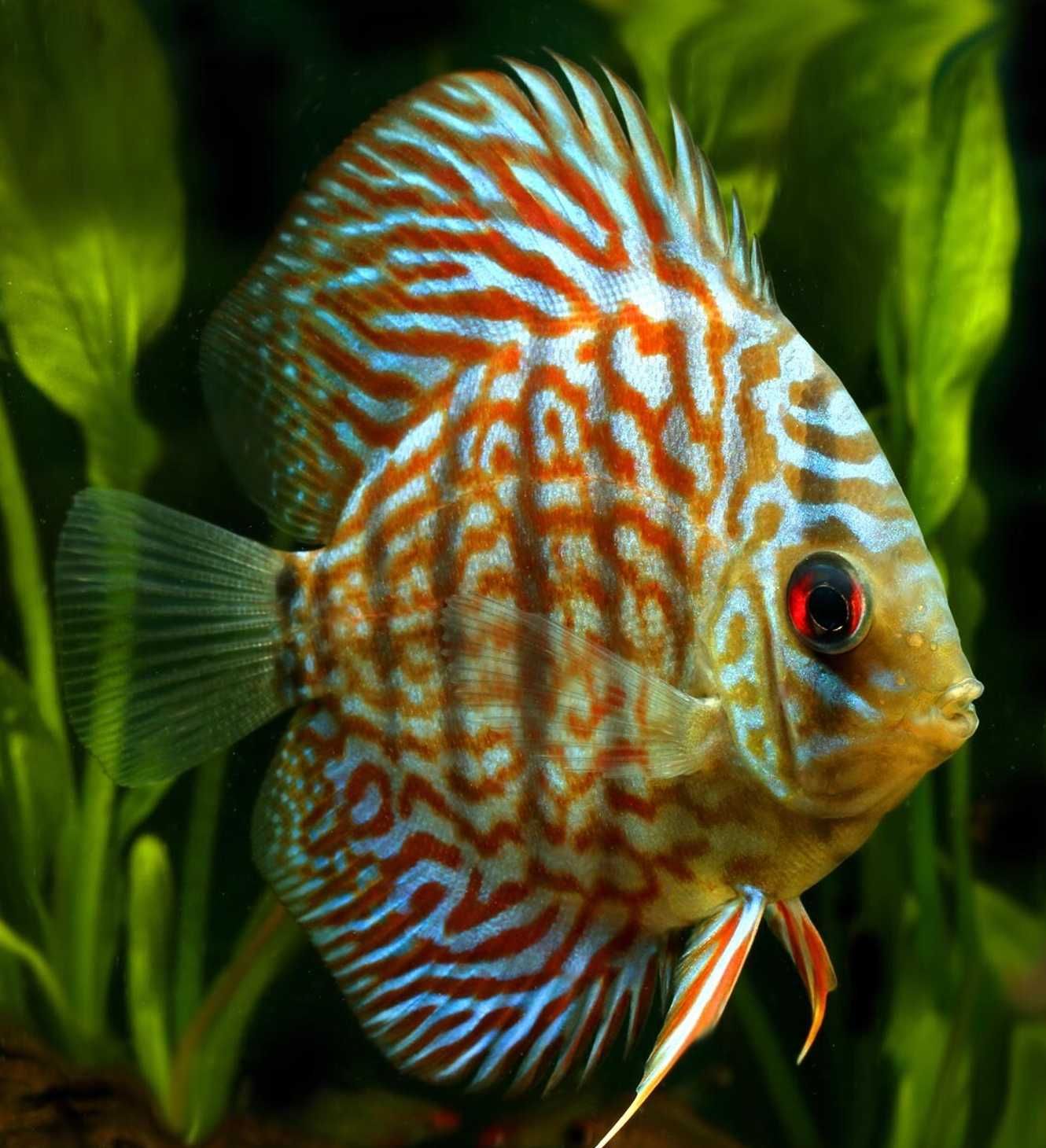 Paletka - Dyskowiec - ROYAL PURPLE - Symphysodon discus - SELEKCJA