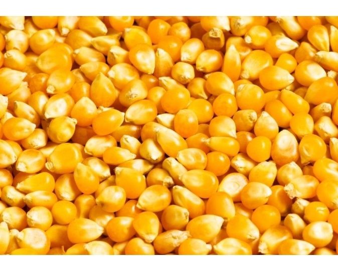 Kukurydza sucha,darmowa dostawa pod dom!