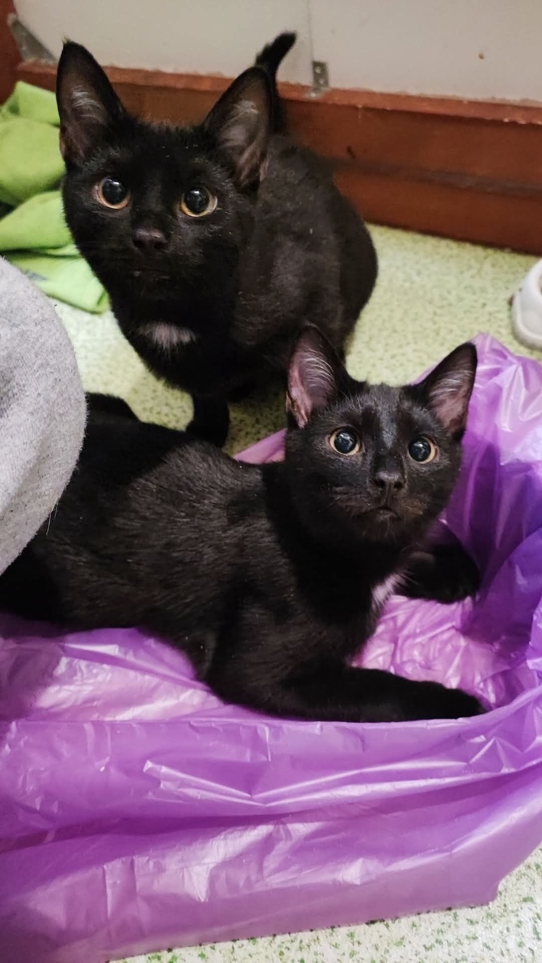 Kilkumiesięczne kociaki w dobre ręce do adopcji