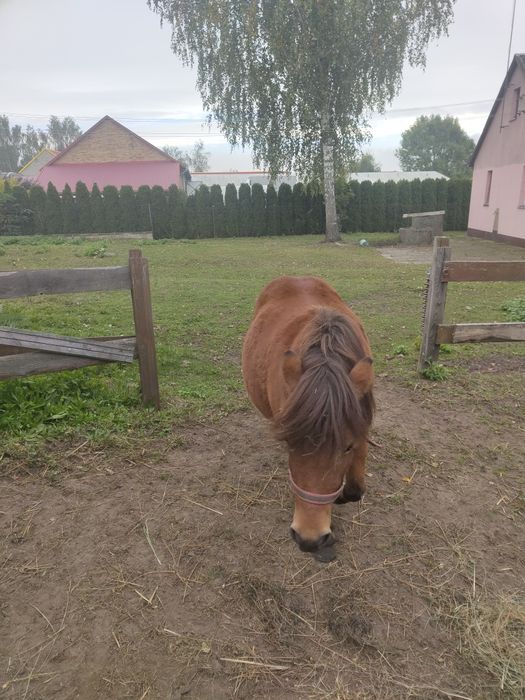 Sprzedam kucyka gniadego
