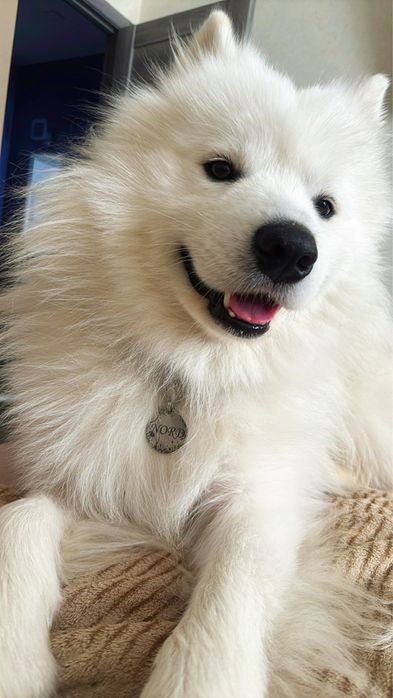 Самоїд вязка, шукаємо дівчинку для стосунків