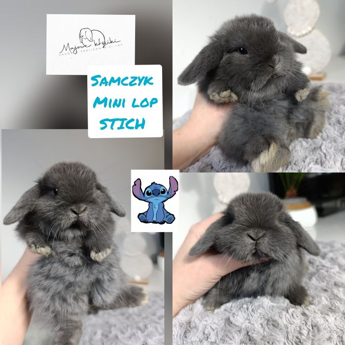 Królik króliczek mini lop hodowla zarejestrowana Top