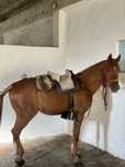 Cavalo alazao 15anos
