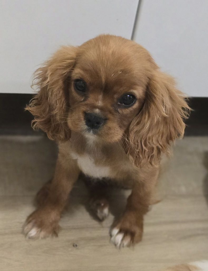 King Charles spaniel sunia