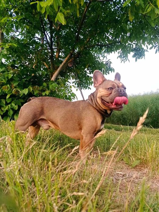 Француз на злучку