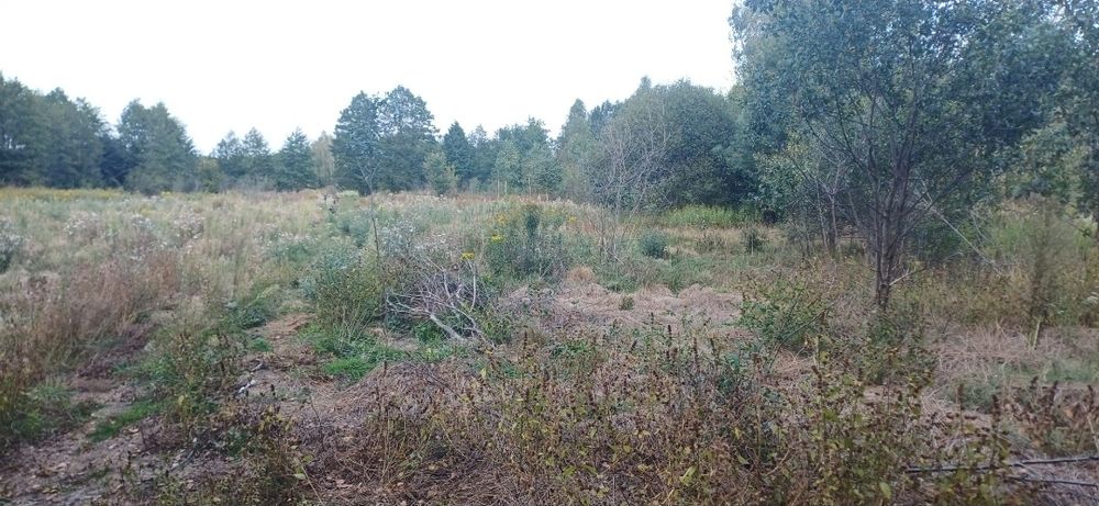 Koszenie kosiarką bijakową.