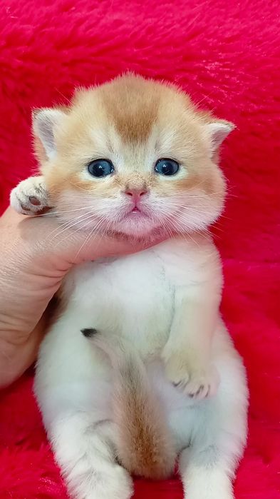 Дуже гарний котик золота шиншила. Шотландський прямовухий