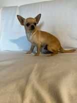 Chihuahua Natan 5 miesięcy