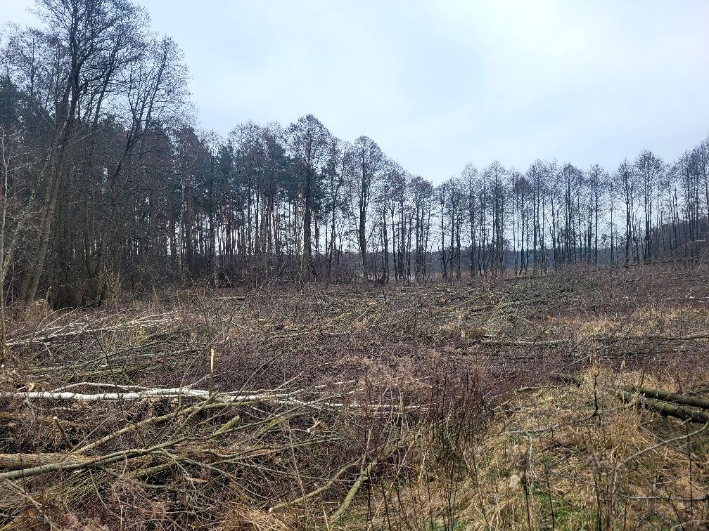 Wycinka drzew metoda alpinistyczną / tradycyjną