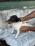 Jack russell femea