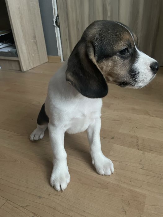 Beagle i beagle z owczarkiem australijskim