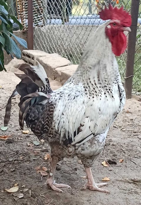 Sprzedam pięknego koguta