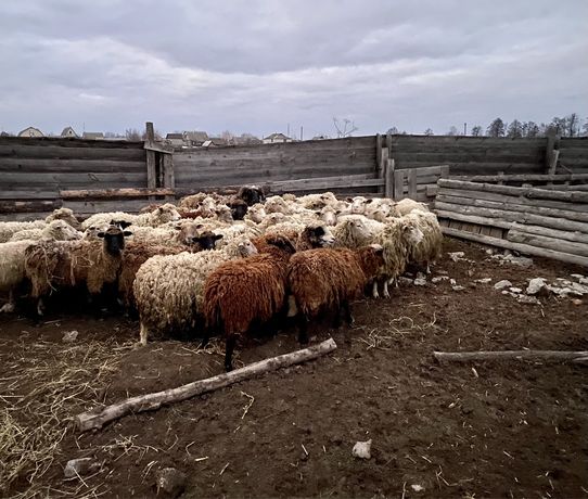 Продаю овечки барани