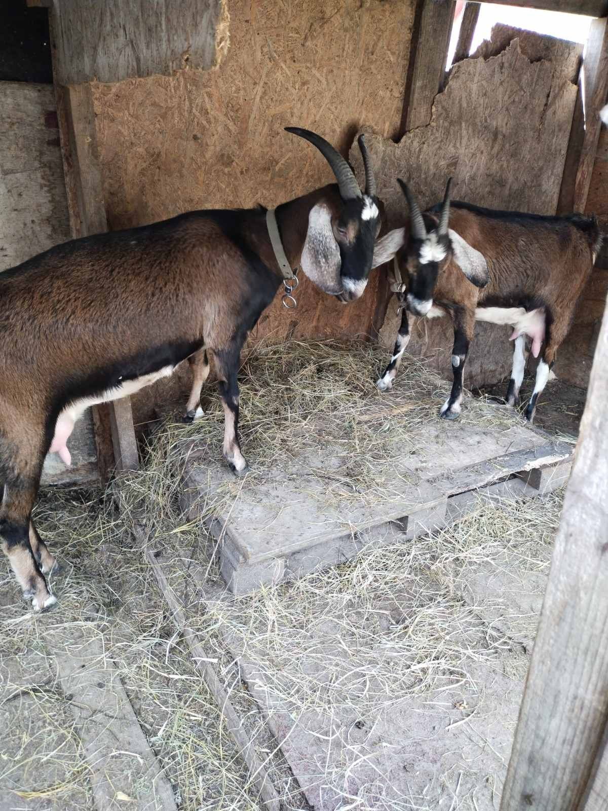 Англо-нубійські дійні кози