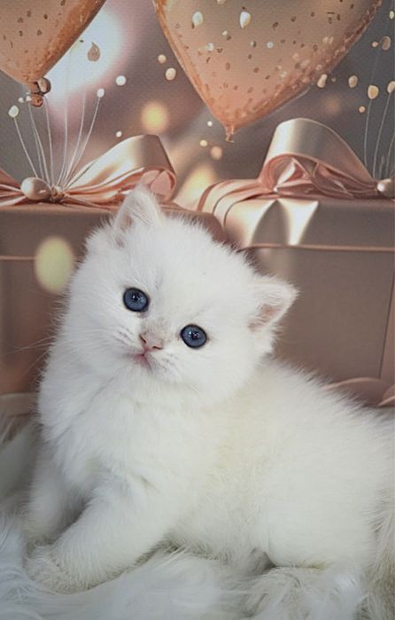 Британские котята золотая шиншилла