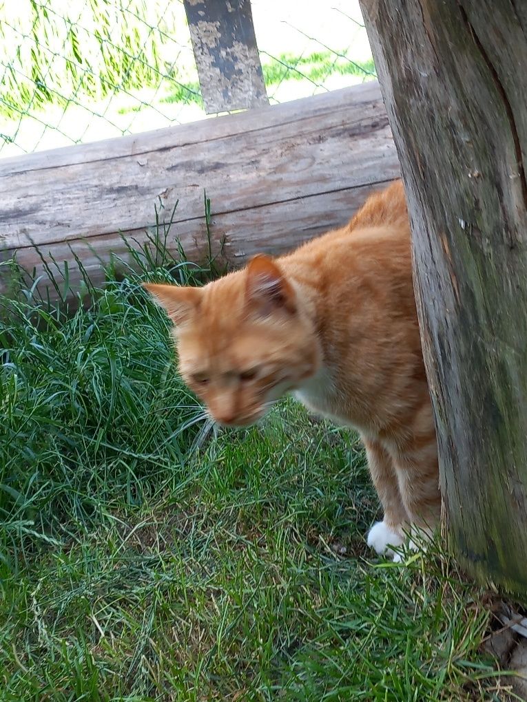 Simba, cudny kot, szuka domu