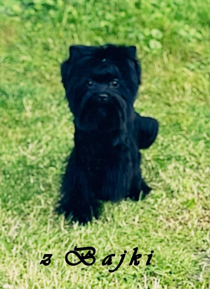 York czarny do kochania - Black Yorkshire Terrier.