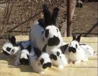 Кролики 1.5 месяца крольчата Строкач Маленькие кролики