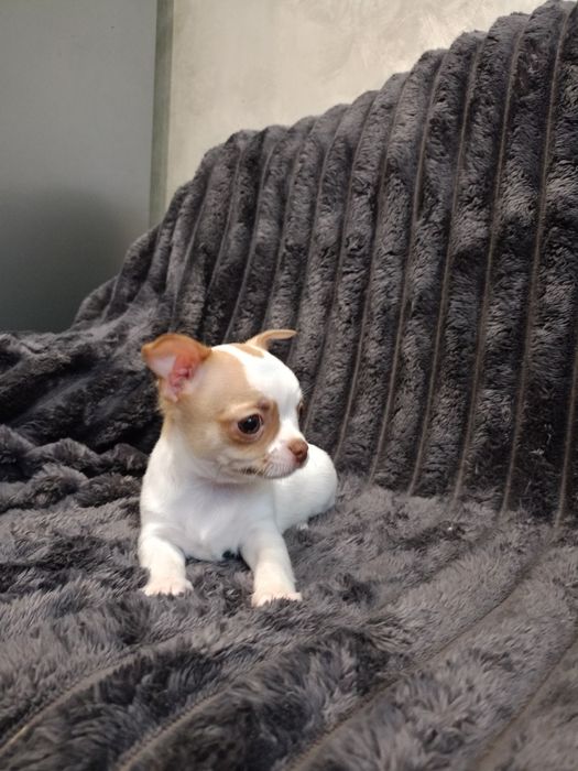 Чудові малюки чихуахуа