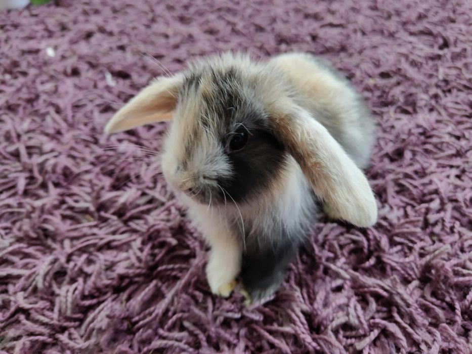 Królik karzełki mini lop