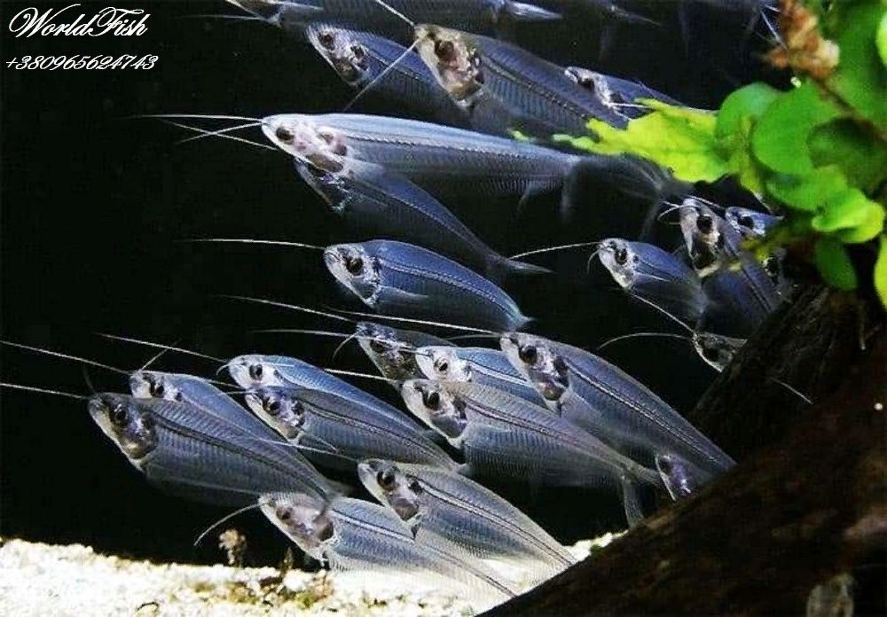 ТРЕХГИБРИДНЫЙ ПОПУГАЙ(англ. blood parrot cichlid) 7cm