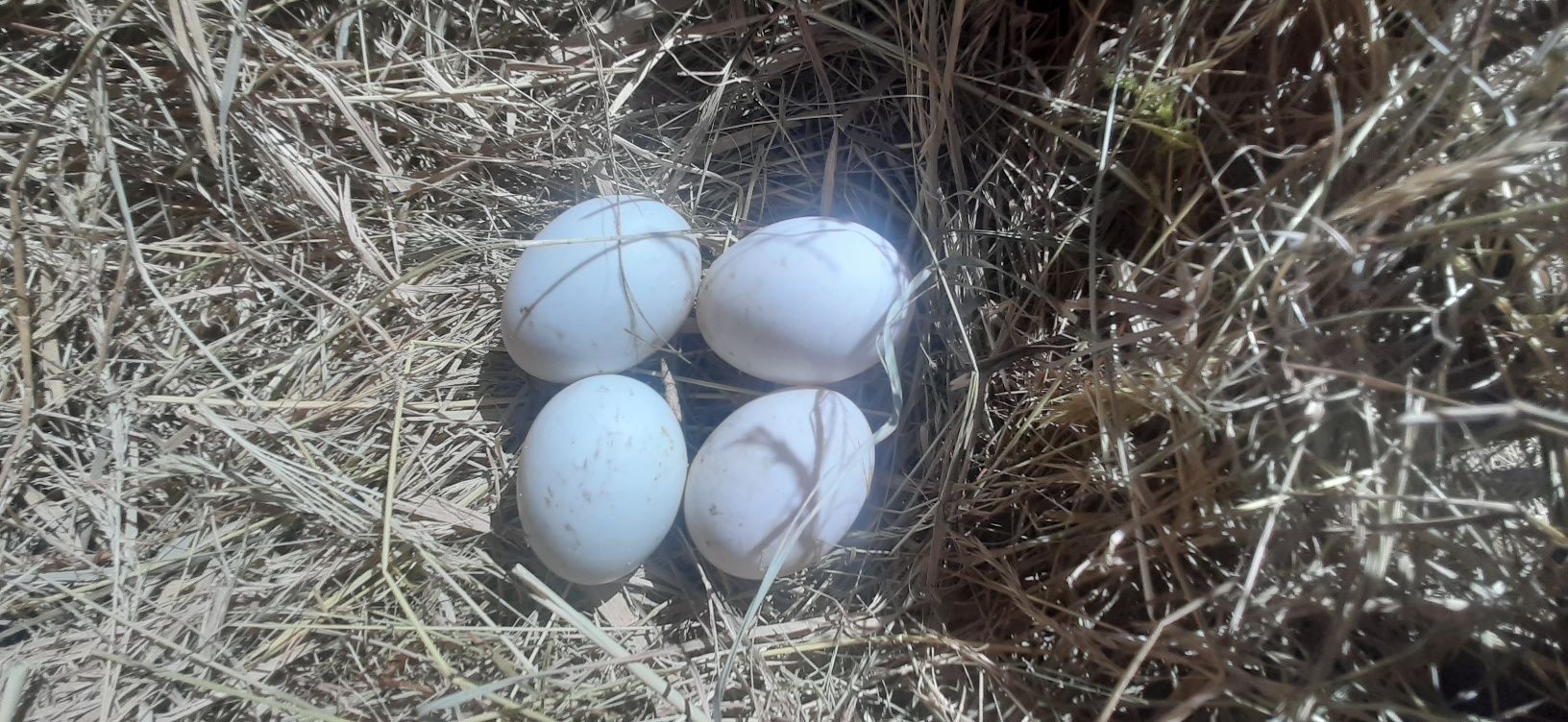 Jaja lęgowe kaczek biegusów indyjskich.