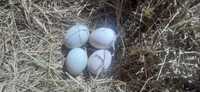 Jaja lęgowe kaczek biegusów indyjskich.