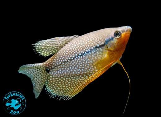 Rybka akwariowa GURAMI MOZAIKOWE, Sklep Akwarystyczny Turkusowe Zoo