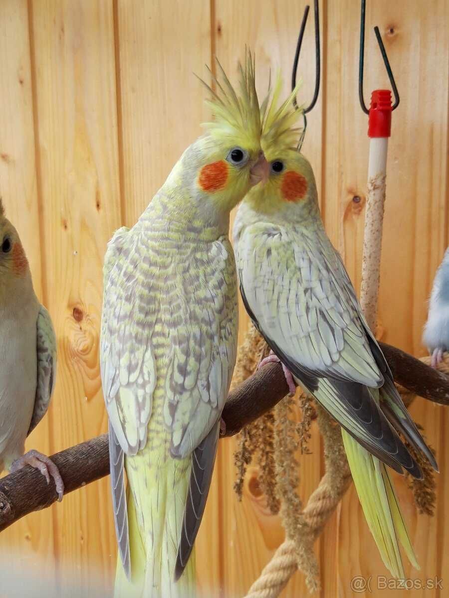 Птенцы попугаев Корелла. Ручные Выкормыши