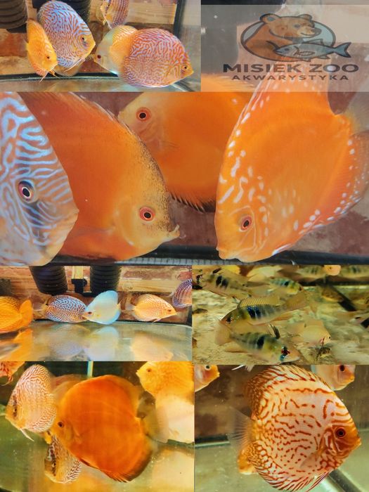 MISIEKZOO Dyskowce - Paletka Red White / Rozmiar 5 cm / Różne odmiany