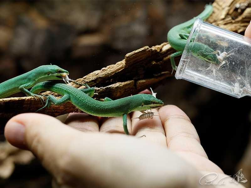 Jaszczurka trawiasta Takydromus dorsalis