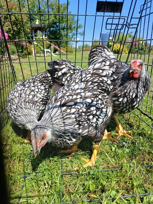 Kury ozdobne, wayndotte, brahmy