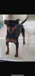 Pinscher anão com 1 ano