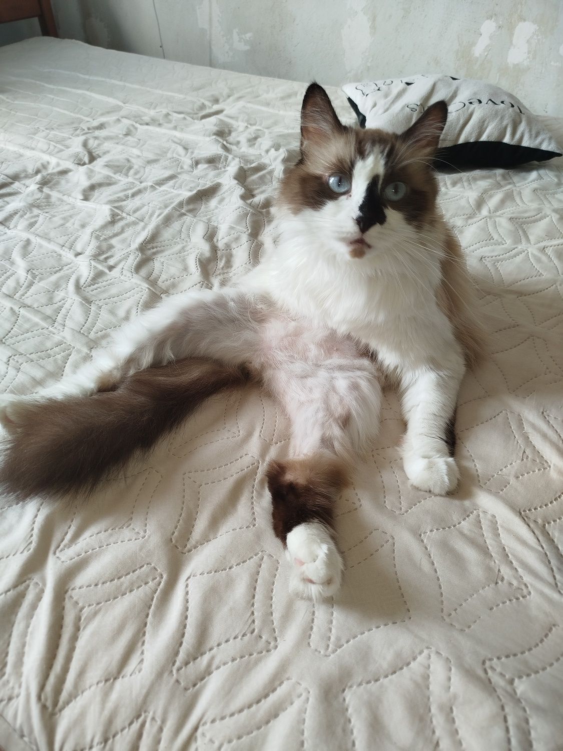 Котик муркотик у добрі руки