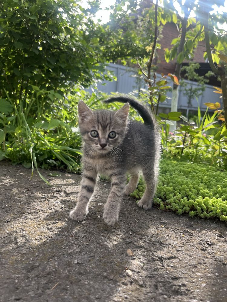 Милі котята сіро-білі