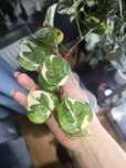Rośliny doniczkowe cięte: epipremnum, philodendron, hoya, scindapsus