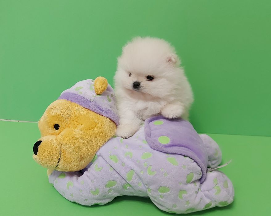 Очаровательная девочка померанского шпица