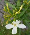 Oleander biały o pustych kwiatach