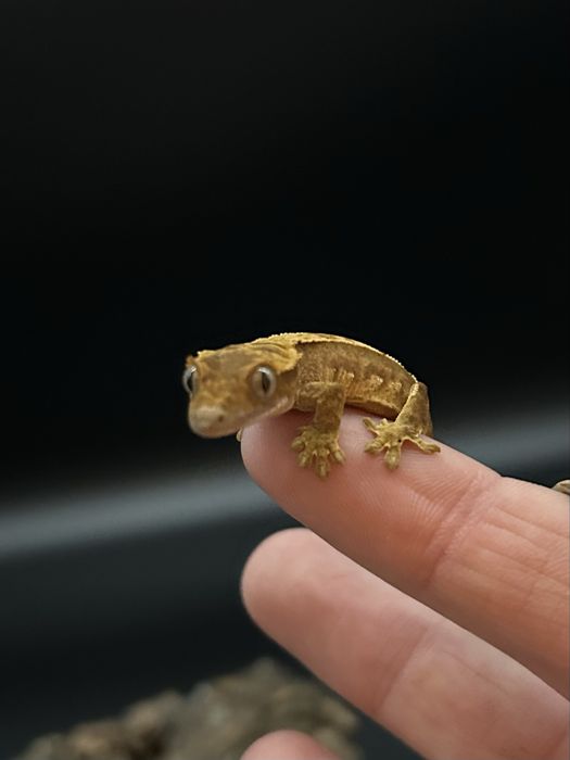 Młody Gekon Orzęsiony pinstripe nsex