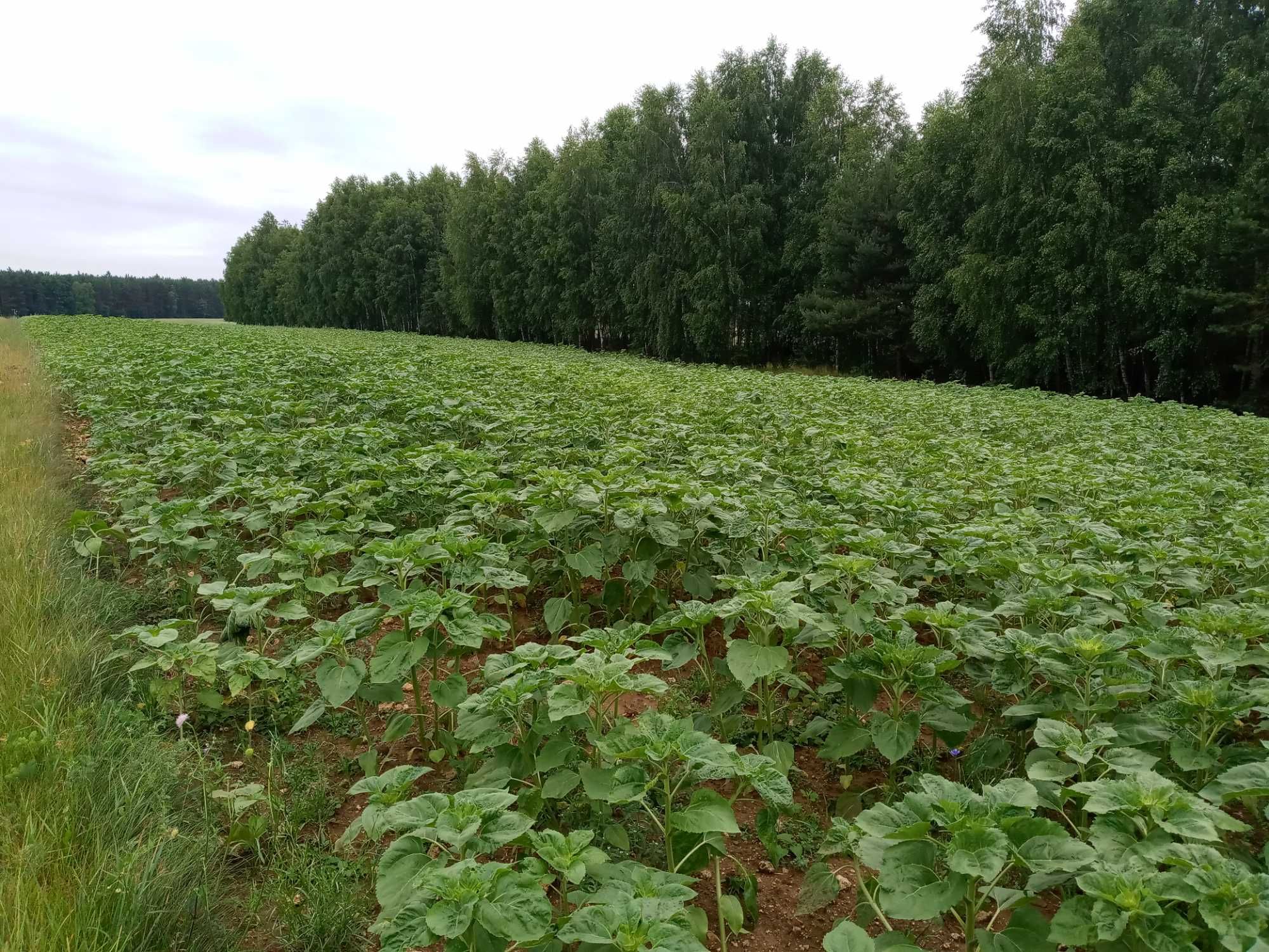 Słonecznik ozdobny na kwiat