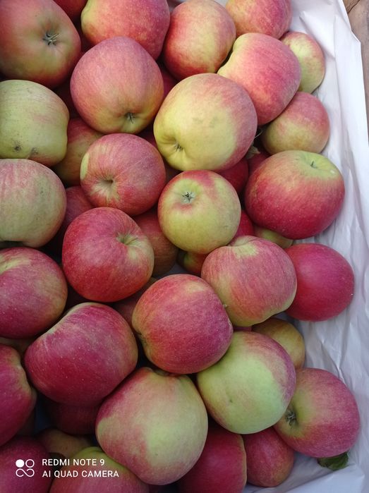 Jabłka eko z rodzinnego sadu