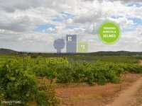 Terreno agrícola com vinha em Selmes | Vidigueira