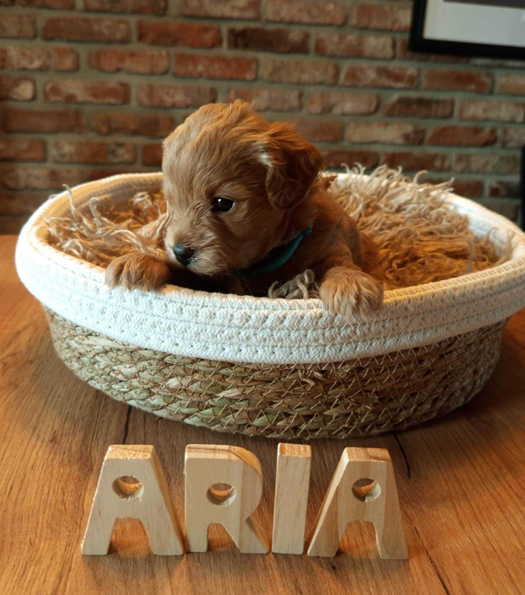 Maltipoo F1 Aria zarezerwowana