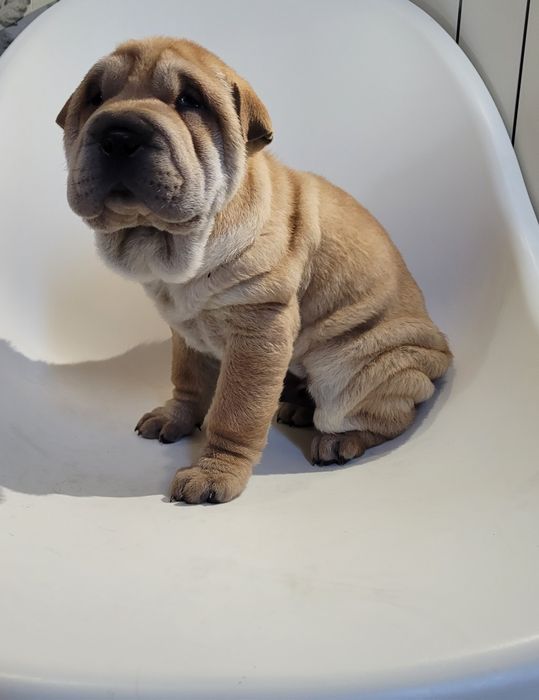 Sharpei macho castanho