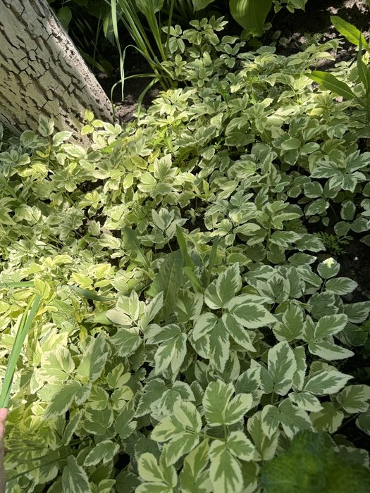 Багаторічні рослини хоста, орегано, яглиця варієгатна, очитки