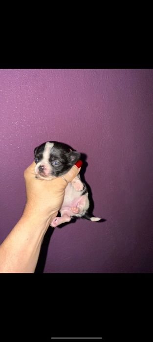 Chihuahua Mini menino lindo