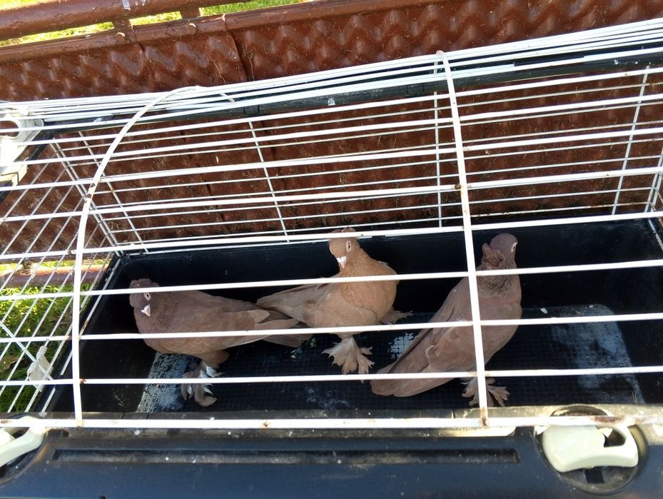 Gołębie ozdobne Wywrotki